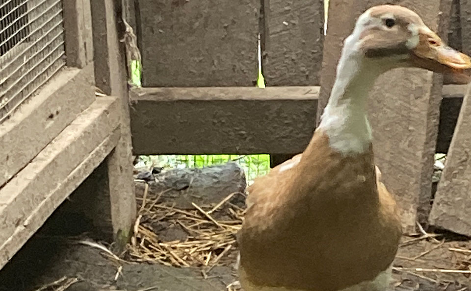 Welcome to Trollhaugen Farm in Newfane, Vermont