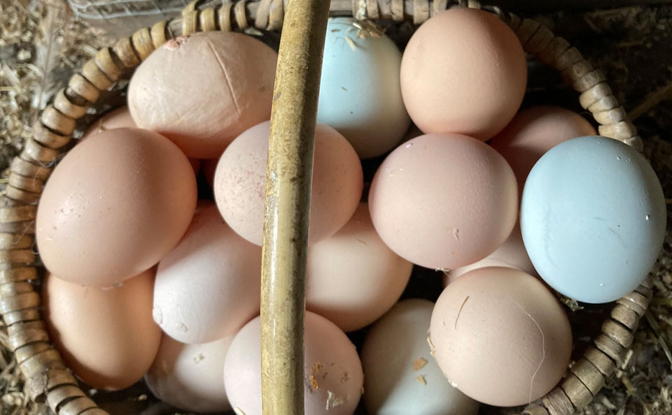 Welcome to Trollhaugen Farm in Newfane, Vermont