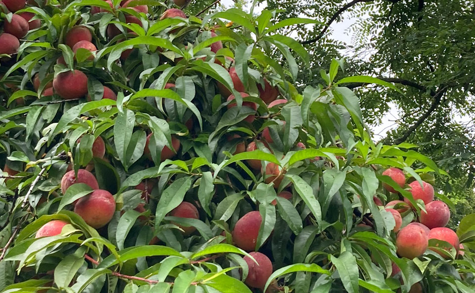 Welcome to Trollhaugen Farm in Newfane, Vermont