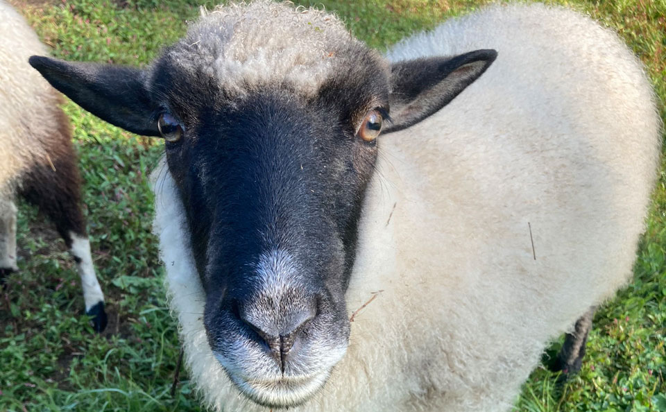 Welcome to Trollhaugen Farm in Newfane, Vermont