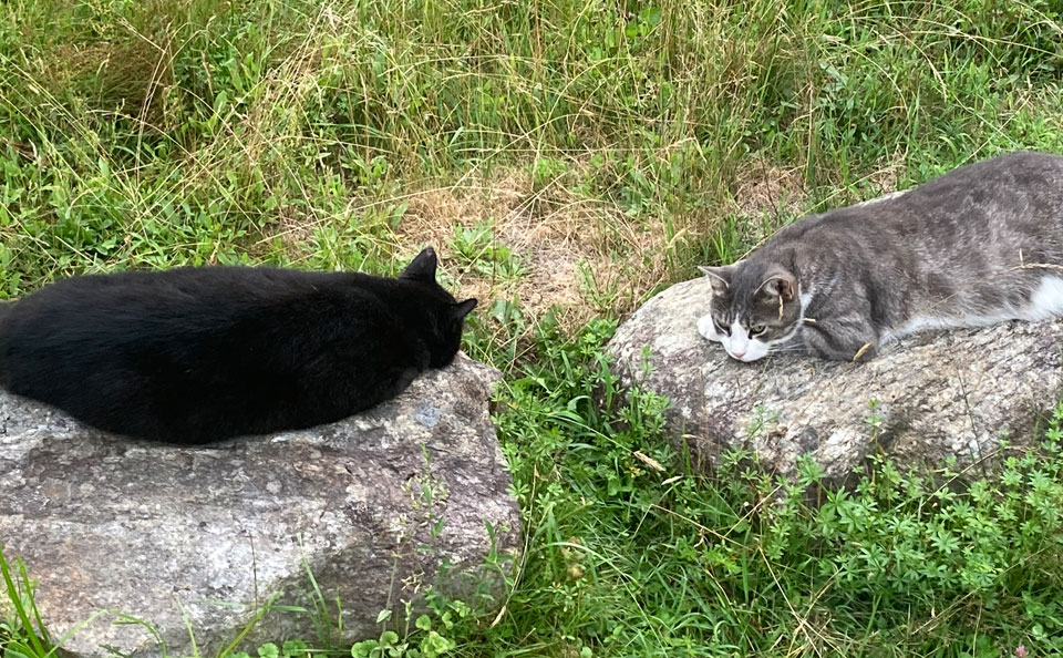 Welcome to Trollhaugen Farm in Newfane, Vermont