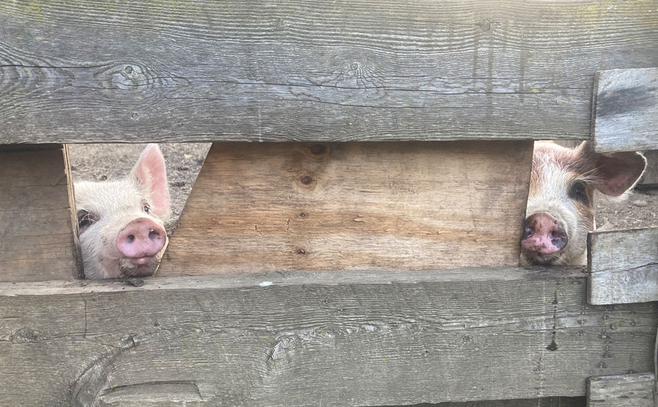 Welcome to Trollhaugen Farm in Newfane, Vermont