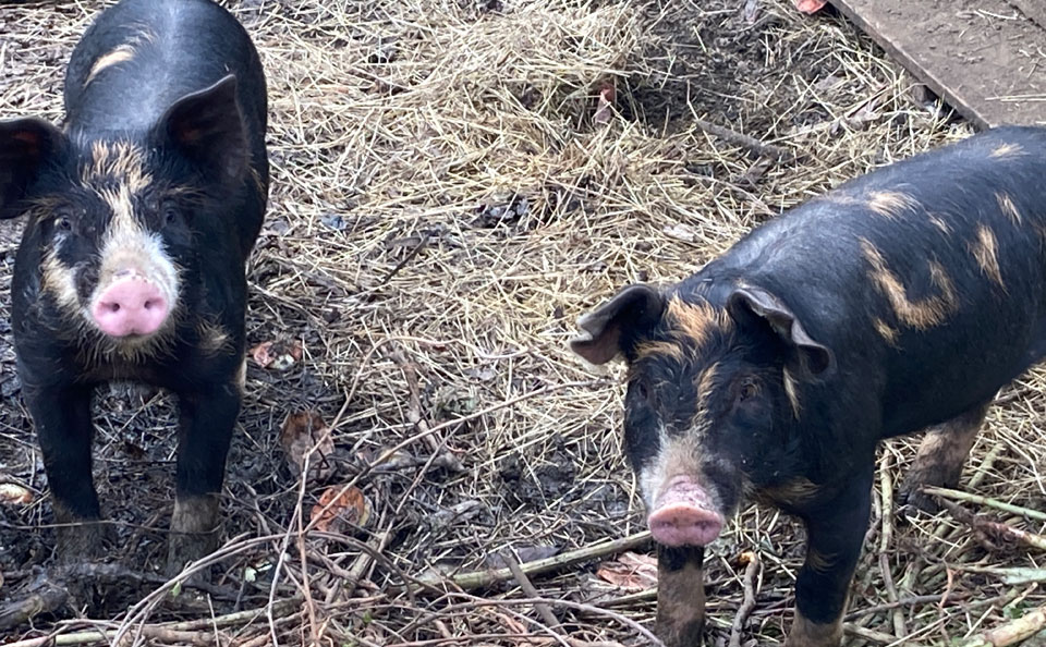 Welcome to Trollhaugen Farm in Newfane, Vermont