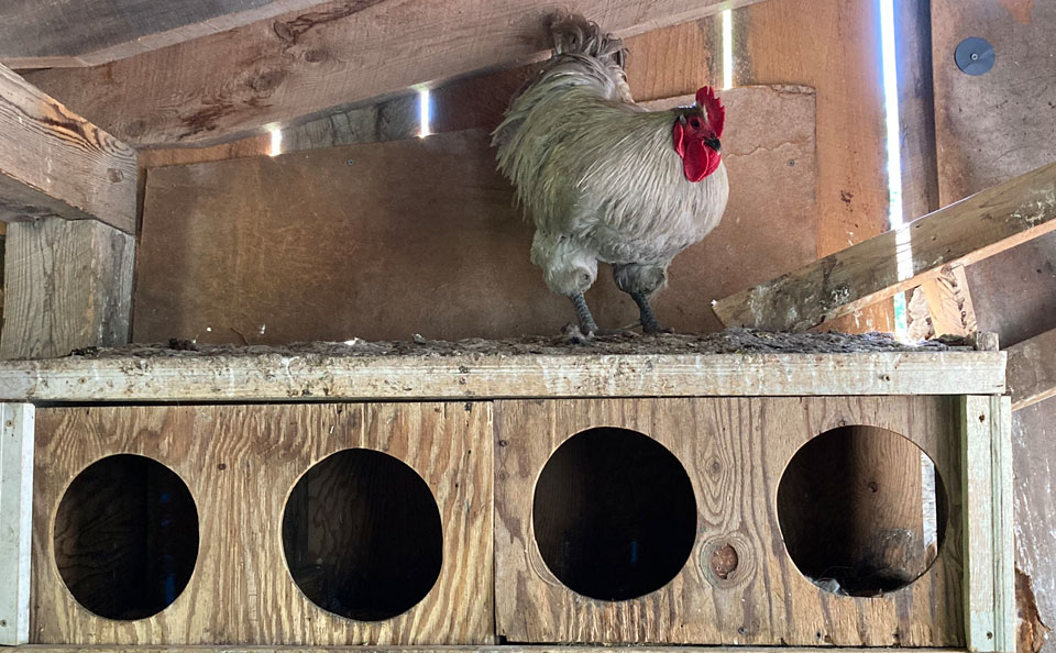 Welcome to Trollhaugen Farm in Newfane, Vermont