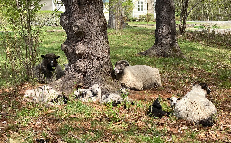 Welcome to Trollhaugen Farm in Newfane, Vermont