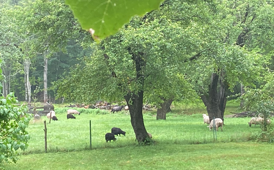 Welcome to Trollhaugen Farm in Newfane, Vermont